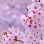日本の国花「桜」の話
