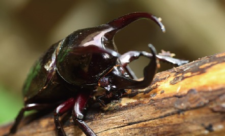 アトラスオオカブト