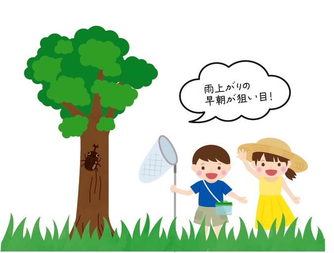 雨上がりの早朝が狙い目！カブトムシ探し
