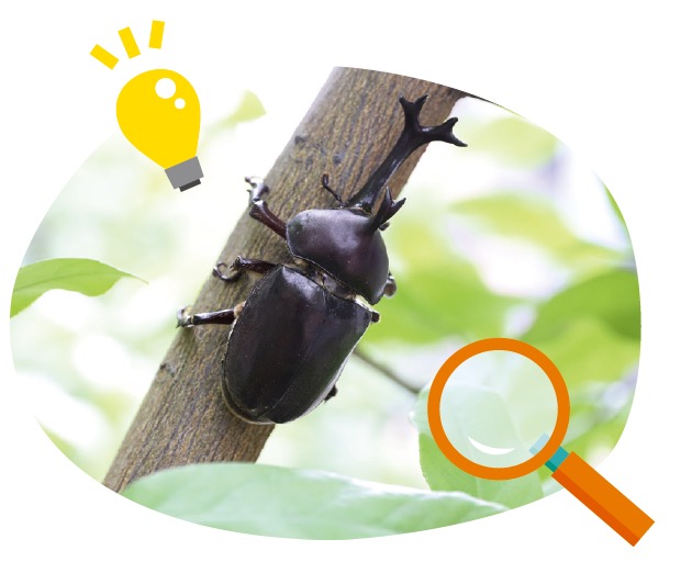 木の樹液に集まるカブトムシ