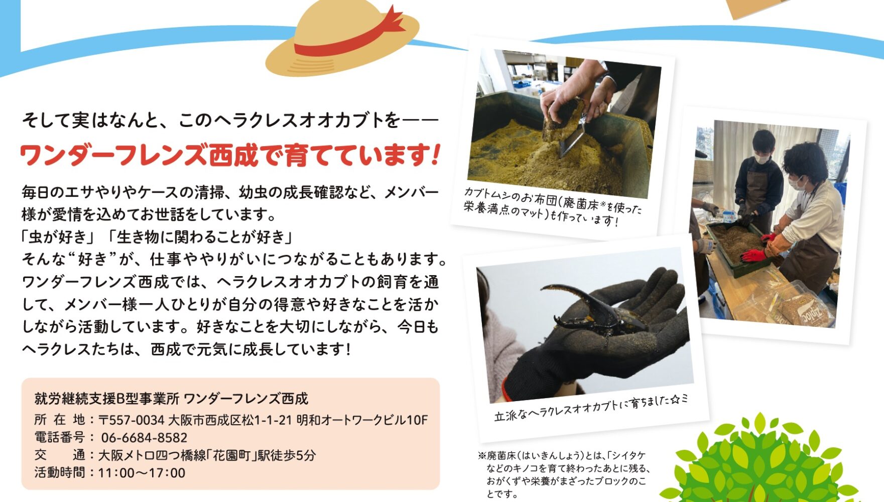ワンダーフレンズ西成でのヘラクレスオオカブト飼育の様子