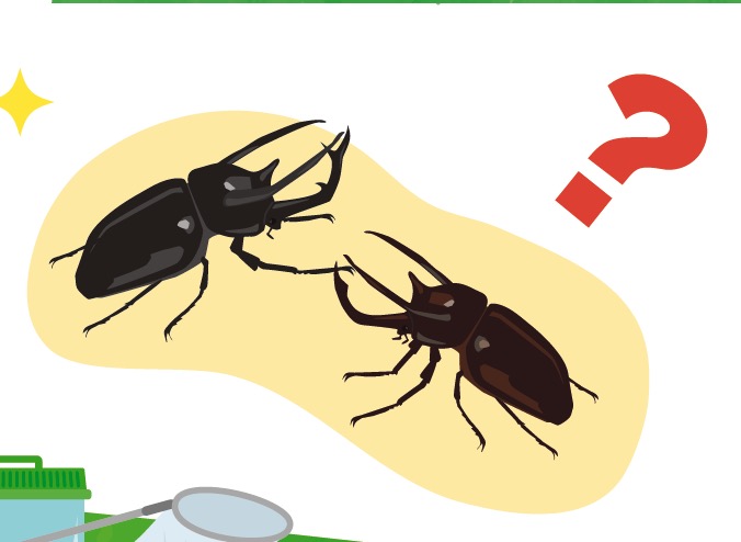 カブトムシのツノは何のため？